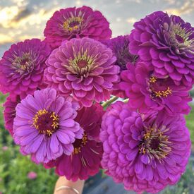 Benary's Giant Purple, Zinnia Seeds